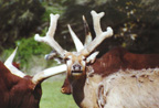 Pere David Deer